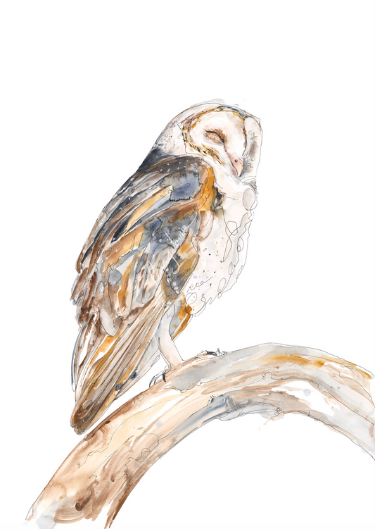 'Don't Wake Me' - Barn Owl- Fine Art Print - Paper