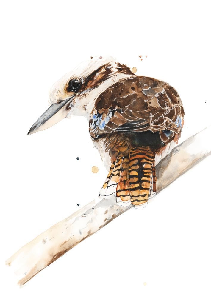 'Neighbourhood watch' - Kookaburra - Fine Art Print - Paper