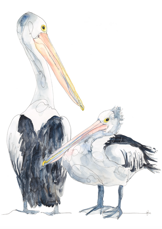 'Lunch Call' - Pelicans- Fine Art Print - Paper