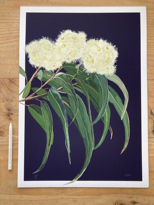 'Midnight Bloom I' - White Gum Blossom - Fine Art Print - Paper