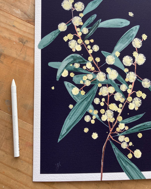 'Midnight Bloom II' – Wattle - Fine Art Print - Paper