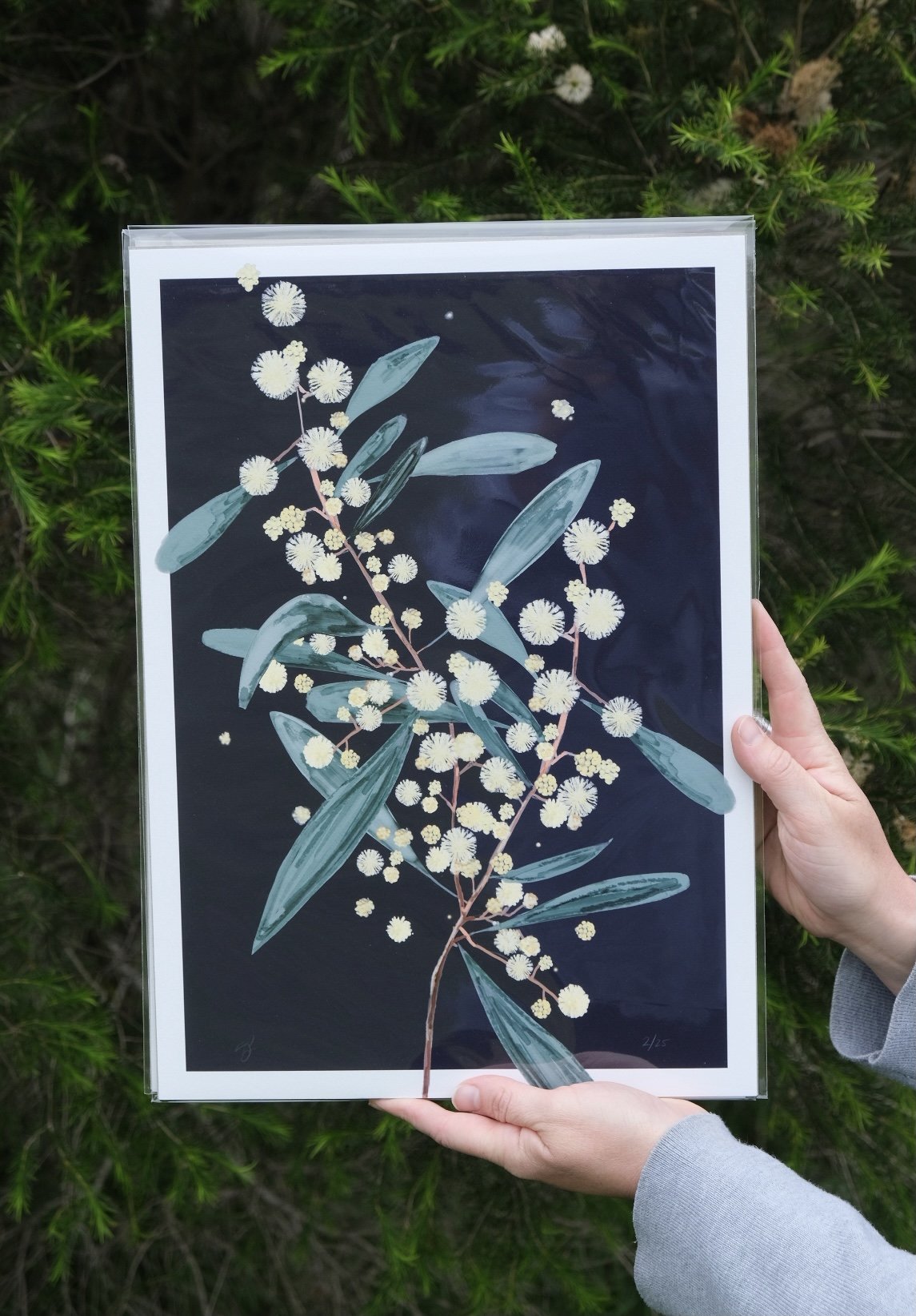 'Midnight Bloom II' – Wattle - Fine Art Print - Paper