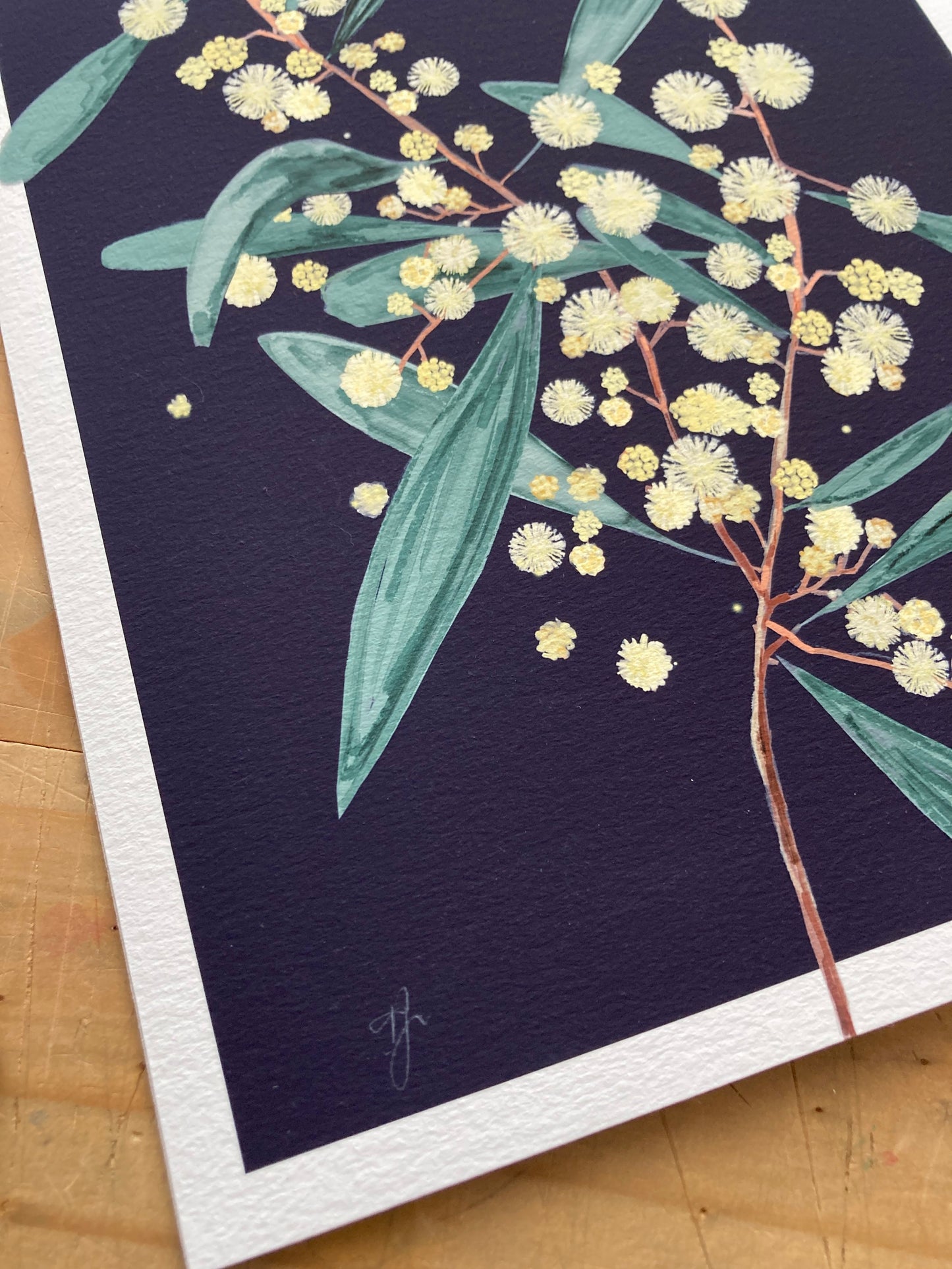 'Midnight Bloom II' – Wattle - Fine Art Print - Paper